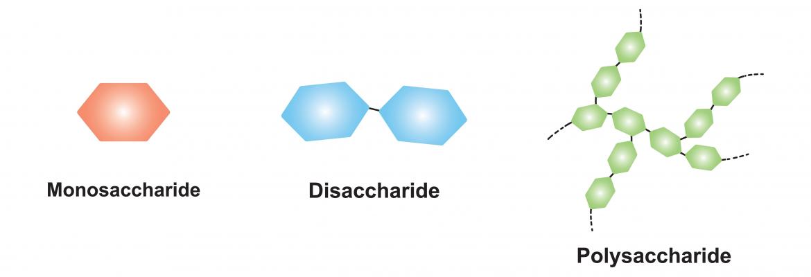 Was sind Kohlenhydrate?